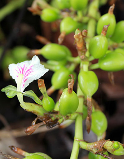 Horti Research Centre LLP