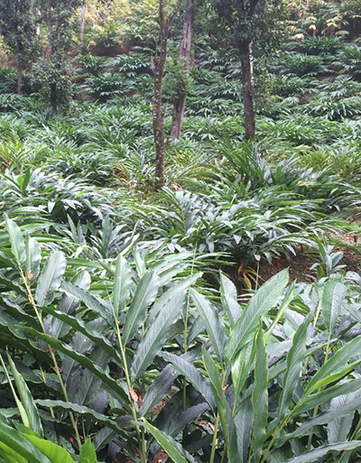 Horti Research Centre LLP